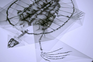 Illustration for article titled X-Ray Console Quiz!